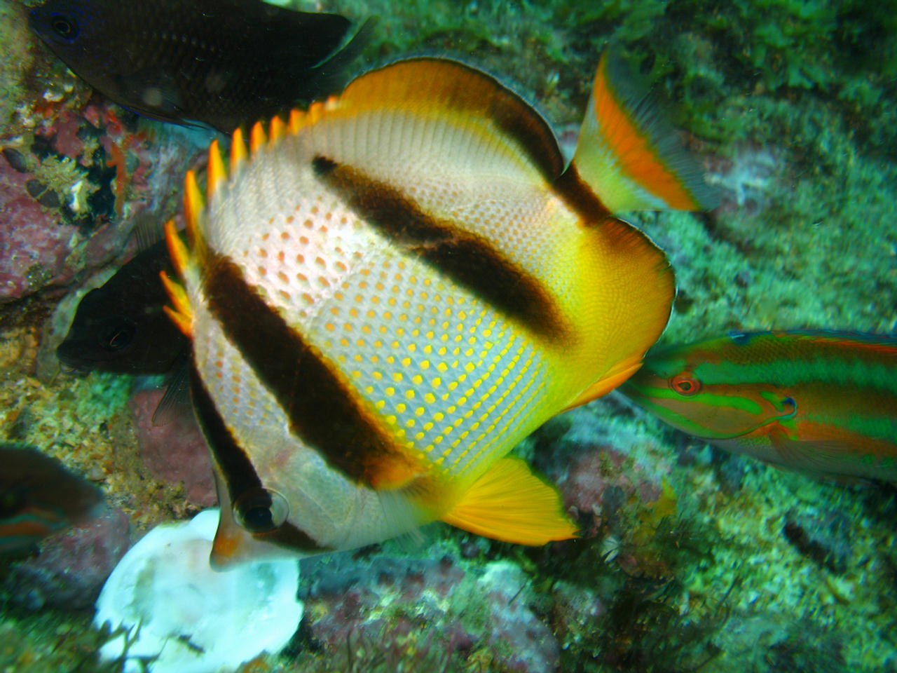 Chaetodon hoefleri